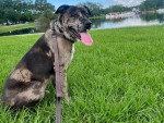 Un Chien Léopard Catahoula assis sur un terrain herbeux et tenu en laisse