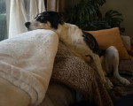 Un Chien Léopard Catahoula assis sur un canapé