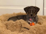 Un Chien Léopard Catahoula allongé sur un panier poilu et portant un collier autour du cou