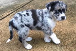 Un Chien Léopard Catahoula sur une surface bétonné 