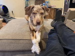 Un Chien Léopard Catahoula allongé sur un canapé et portant un collier autour du cou