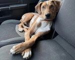 Un Chien Léopard Catahoula allongé sur le siège d'un véhicule
