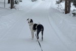 Un Chien Léopard Catahoula tenu en laisse sur un terrain enneigée