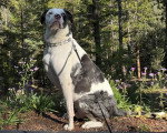 Un Chien Léopard Catahoula assis sur une surface sableuse et tenu en laisse