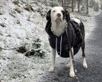 Un Chien Léopard Catahoula sur un sentier et portant un gilet