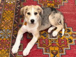 Un Chien Léopard Catahoula allongé sur une natte