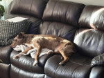 Un Chien Léopard Catahoula allongé sur un canapé et semblant dormir