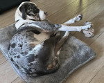 Un Chien Léopard Catahoula allongé sur un coussin 