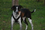 Un Chien Léopard Catahoula sur un terrain herbeux et portant un harnais