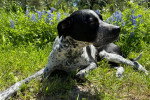 Un Chien Léopard Catahoula allongé sur un terrain herbeux