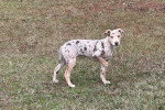 Un Chien Léopard Catahoula sur un terrain herbeux