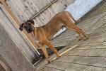 Un Chien Léopard Catahoula sur un plancher en bois