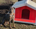 Un Chien Léopard Catahoula assis devant une niche