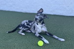 Un Chien Léopard Catahoula allongé sur un terrain herbeux à proximité d'une balle de tennis
