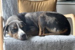 Un Chien Léopard Catahoula allongé sur un fauteuil