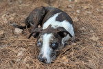 Un Chien Léopard Catahoula allongé sur un terrain herbeux