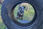Un Chien Léopard Catahoula assis sur un terrain herbeux