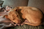 Un Chien Léopard Catahoula allongé sur un canapé