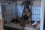Un Chien Léopard Catahoula assis dans une cage