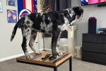 Un Chien Léopard Catahoula sur une petite table