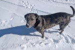 Un Chien Léopard Catahoula sur une surface enneigée