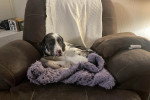 Un Chien Léopard Catahoula allongé sur un fauteuil