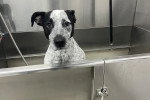 Un Chien Léopard Catahoula regardant vers la caméra