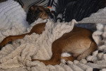Un Chien Léopard Catahoula allongé sous une couverture