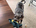 Un Chien Léopard Catahoula tenant une peluche dans sa gueule