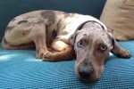 Un Chien Léopard Catahoula allongé sur un canapé et portant un collier autour du cou