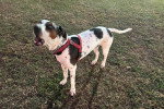 Un Chien Léopard Catahoula aboyant sur un terrain herbeux