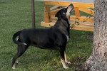 Un Chien Léopard Catahoula au pied d'un arbre