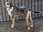 Un Chien Léopard Catahoula portant un collier à proximité d'une grille 