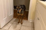 Un Chien Léopard Catahoula à l'entrée d'une porte et portant un collier autour du cou