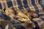 Un Chien Léopard Catahoula allongé sur un canapé
