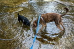 Deux Chien Léopard Catahoula tenus en laisse et s'hydratant  dans un lac