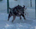 Un Chien Léopard Catahoula courant sur une surface enneigée et portant un harnais