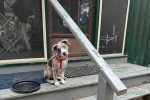 Un Chien Léopard Catahoula assis devant une porte