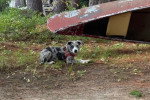 Un Chien Léopard Catahoula allongé sur un terrain herbeux