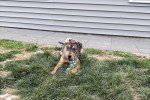 Un Chien Léopard Catahoula allongé sur un terrain herbeux