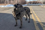 Un Chien Léopard Catahoula sur une route
