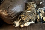 Un Chien Léopard Catahoula allongé sur un canapé