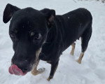 Un Chien Léopard Catahoula se léchant les babines sur une surface enneigée