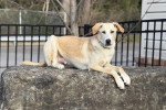 Un Chien Léopard Catahoula allongé sur une pierre