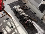 Un Chien Léopard Catahoula allongé sur un tapis et portant un collier autour du cou