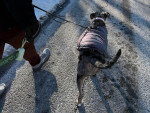 Un Chien Léopard Catahoula marchant sur une route portant un gilet et tenu en laisse
