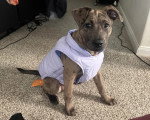 Un Chien Léopard Catahoula assis sur une moquette et portant un gilet 