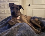 Un Chien Léopard Catahoula allongé sur un lit et portant un collier autour du cou