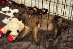 Un Chien Léopard Catahoula allongé dans une cage
