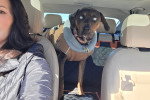 Un Chien Léopard Catahoula dans un véhicule